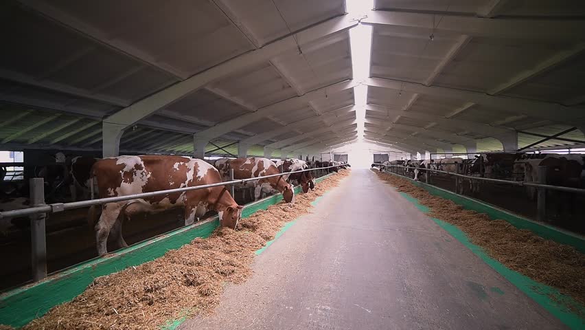 Modern dairy barn with rows of cows feeding on silage, spacious and clean facility with structured layout, focus on livestock farming and agricultural efficiency