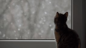Curious cat watches snowfall through window on a winter day - Powered by Shutterstock - Get 15% off with code: PIKWIZARD15
