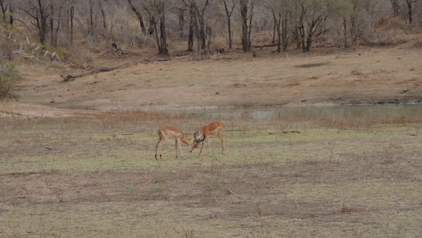 Two impalas lock horns in Kruger National Park, engaging in a natural territorial battle