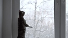 Curious cat watches snow fall outside the window during a winter afternoon - Powered by Shutterstock - Get 15% off with code: PIKWIZARD15