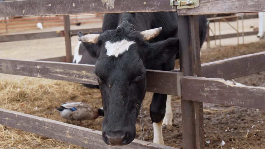 A curious cow peering over the fence on a tranquil farm during a quiet morning in a rural setting