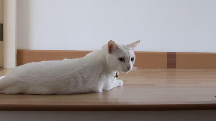 The cute white cat at the stair.
