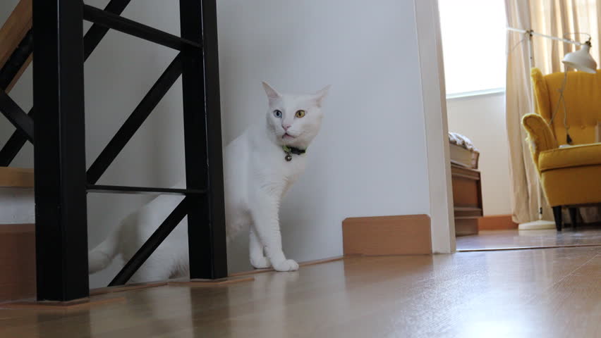 The cute white cat at the stair.