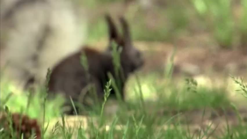 The Kaibab Squirrel, a Very Special Rodent