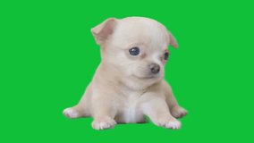 Adorable 4k tracking video of a Chihuahua puppy on a green screen background, perfect for pet-themed projects, advertising, and creative video editing - Powered by Shutterstock - Get 15% off with code: PIKWIZARD15