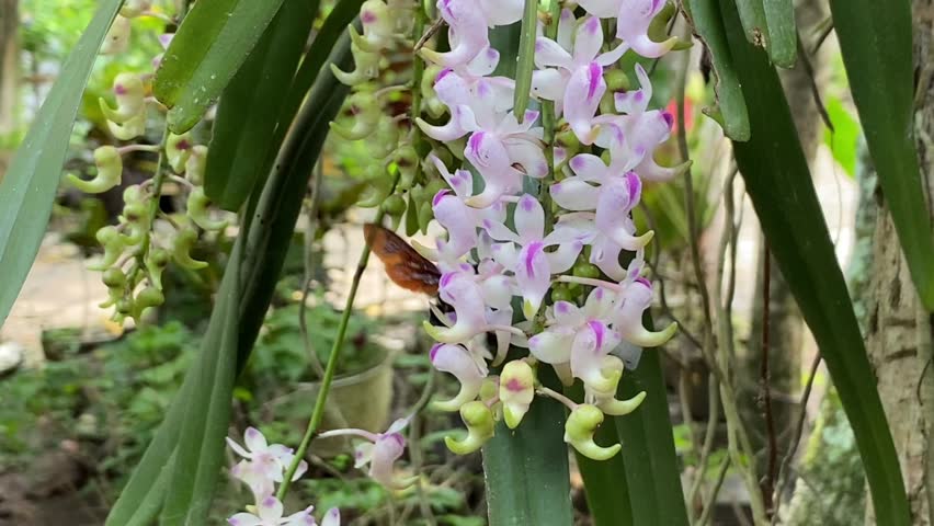 Black bee perched on a beautiful white orchid flower in the garden