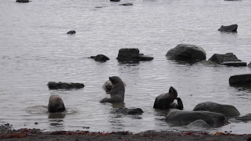 Three female seals fighting in frnt of large male seal in the ocean in Antarctica