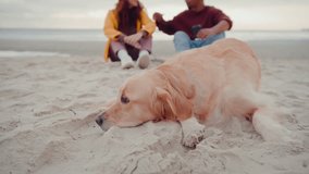 Tired golden retriever lies on sand against mixed race couple sitting on beach closeup. Cute purebred companion dog with happy owners on overcast coast - Powered by Shutterstock - Get 15% off with code: PIKWIZARD15