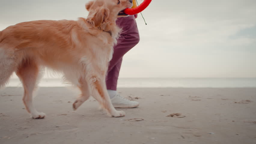 Funny golden retriever chews toy held by woman owner on wet sand beach closeup. Playful labrador dog enjoys walking with female on autumn ocean coast