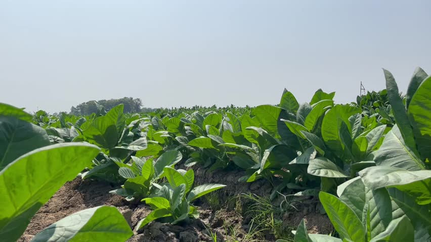Tobacco plantation exposed to wind during the day