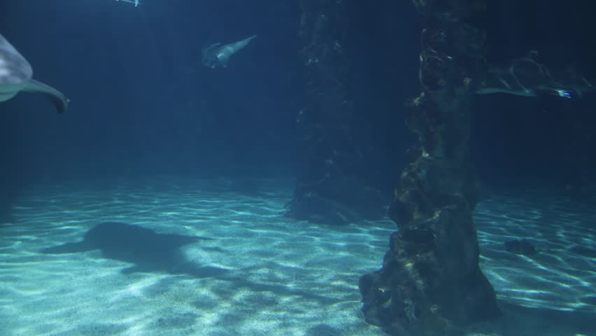 Sharks in a reef Aquarium