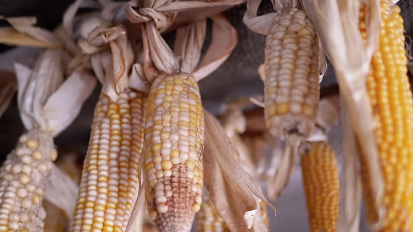 Dried corn hangs in an attic, showcasing a traditional method of food preservation. The yellow kernels and dry leaves evoke a sense of autumn.