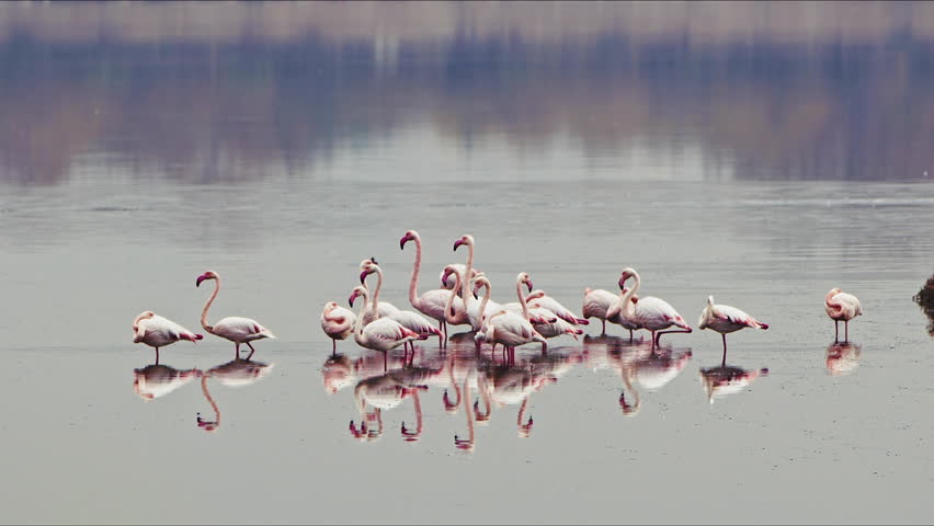 Animal Flamingos Bird on Sea Water in Nature