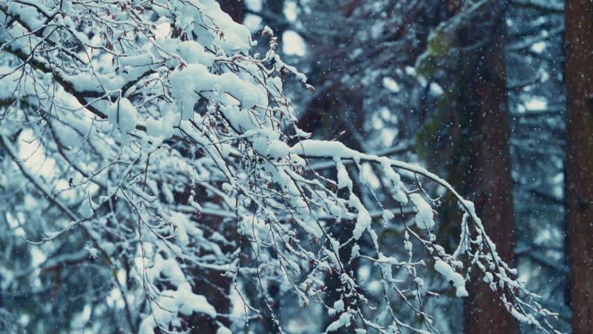 Winter forest. Winter city park. Slow Motioned Snow Covered Tree Branches in a Serene Winter Forest. America, Canada