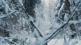 Winter forest. Person walk during snowfall. Slow motioned snowfall. Lonely man's figure walks a snowy path in a tranquil evergreen forest during blizzard - Powered by Shutterstock - Get 15% off with code: PIKWIZARD15