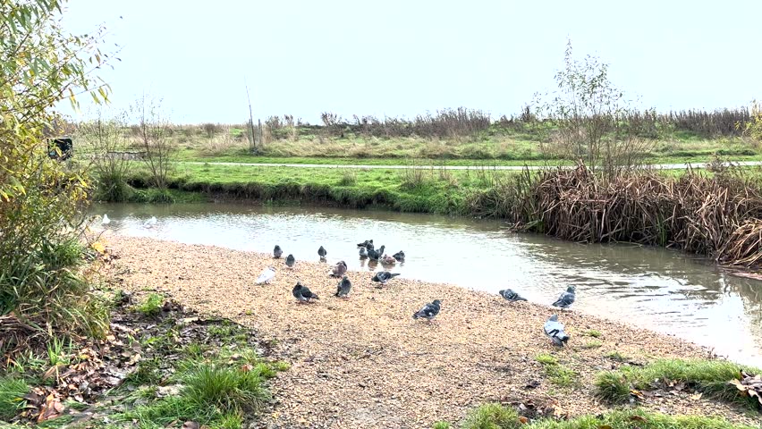 pigeons by the river in the park