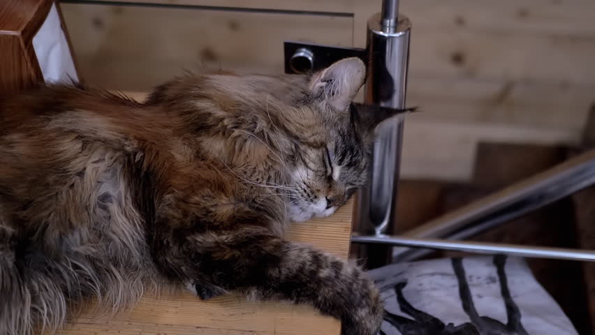 A Maine Coon cat lies sleeping on a wooden surface. Its fur is a mix of brown and gray, and its long whiskers twitch slightly as it dreams. A peaceful scene of a beloved pet at rest.