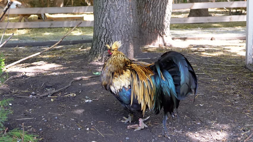A majestic golden rooster with iridescent blue-black tail feathers stands proudly in a farmyard, embodying rural charm