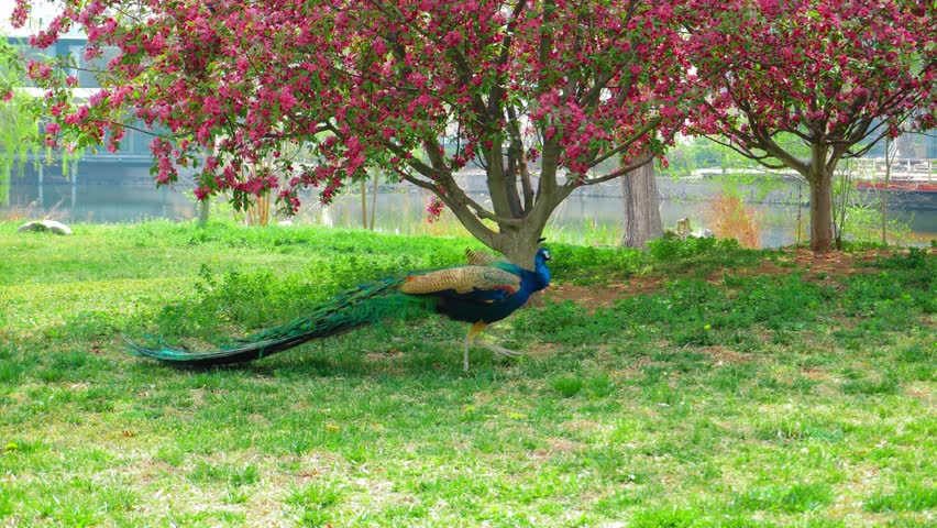 Real footage of peacocks displaying their stunning feathers in nature