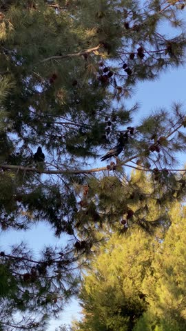 Saw these two crows playing in a tree
