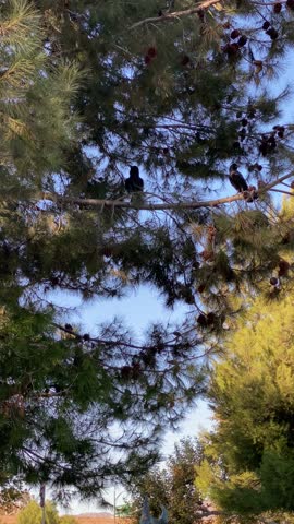 Saw these two crows playing in a tree