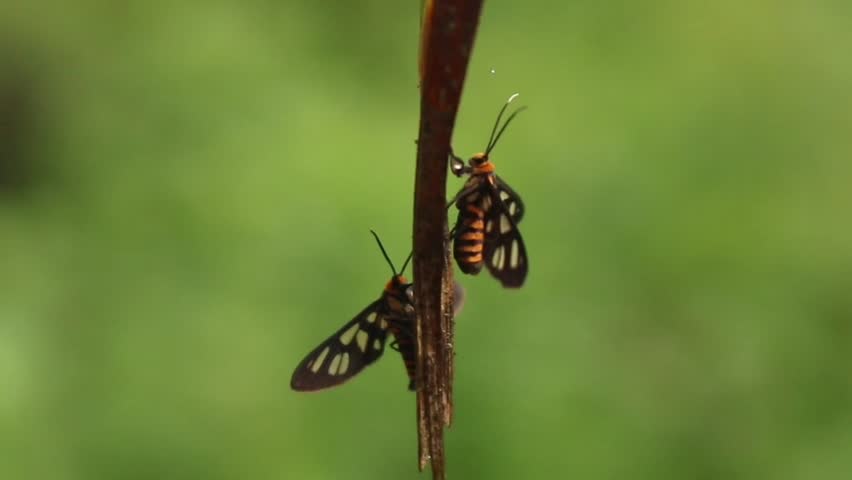 A pair of small butterflies perched on a dry garden leaf. The pupu butterfly (Amata huebneri) is a species of moth in the genus Amata of the family Erebidae (subfamily Arctiinae or tiger moths.