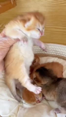 Adorable Newborn Kitten in Hand with Sleepy Eyes.