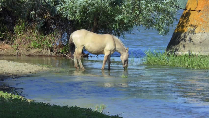 Wild Polish horse acclimatized in the Danube Delta eats algae in shallow water, medium shot.