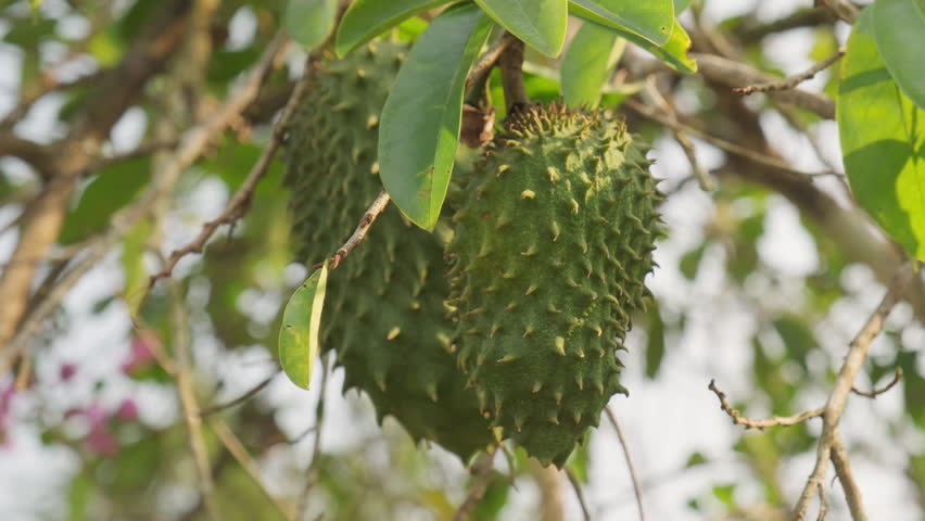 Soursop fruit on Annona muricata tree in sunlight.