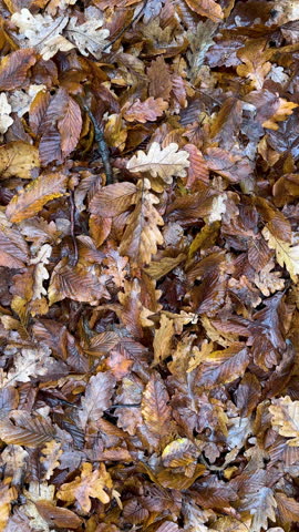 Autumn forest floor covered with brown oak and beech leaves. Natural background of fallen leaves in late autumn, vertical mooving footage.