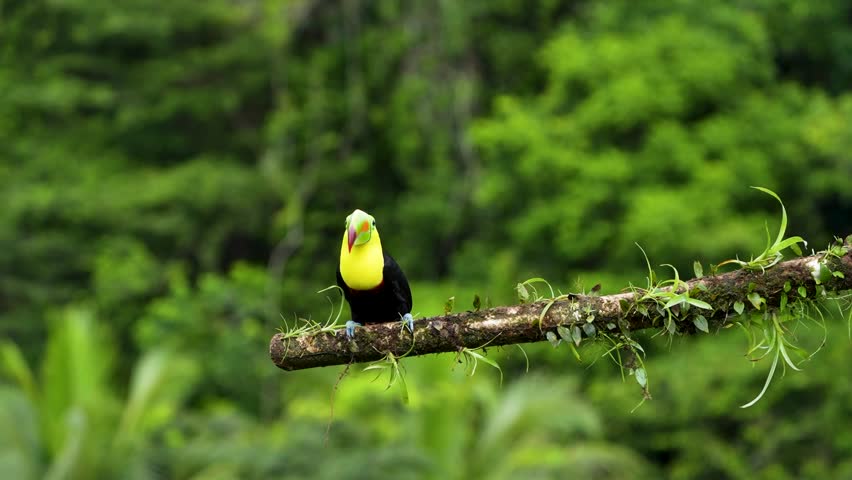 Keel-billed Toucan Fleeing from Crested Guan in Slow Motion Drama