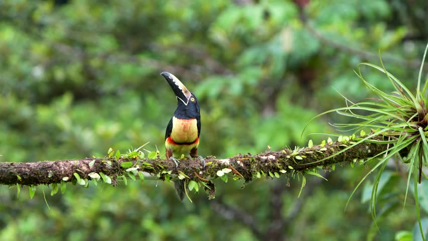 Collared Aracari (Pteroglossus torquatus) Hopping on Branch in Costa Rica