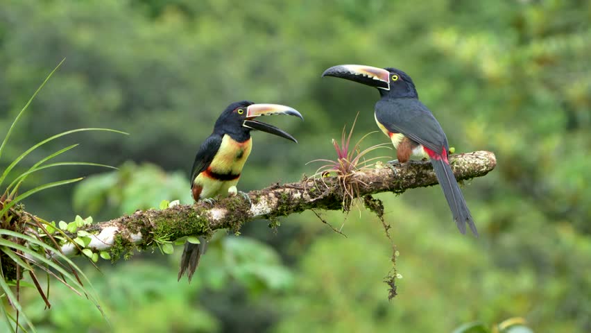 Pair of Collared Aracaris (Pteroglossus torquatus) Alert on Branch