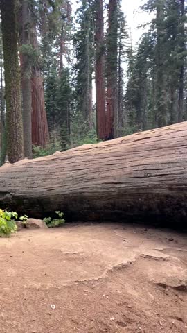 Massive Sequoia trees in natural California park setting