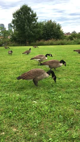 Canadian geese on green lawn