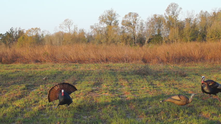 Wild Turkey Hunting in Georgia, 2 mature Gobblers compete with decoy.