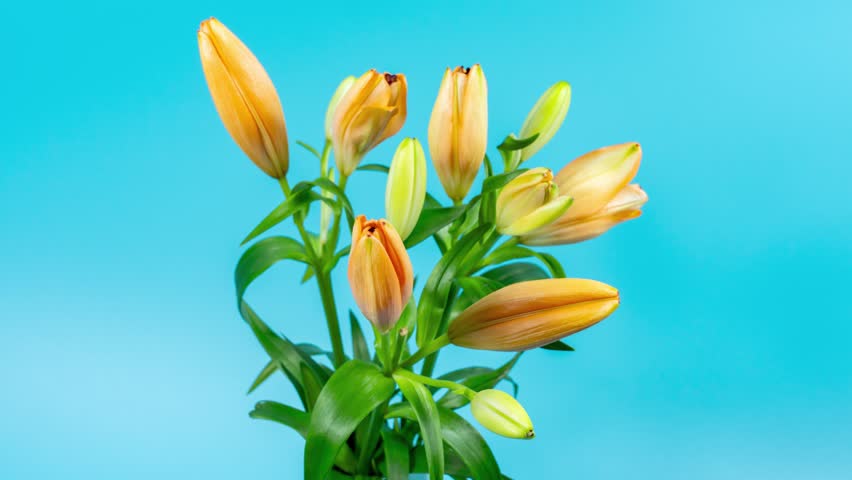 Timelapse of lily bouquet, blooming and growing on blue background. Close-up of blooming lily flower.