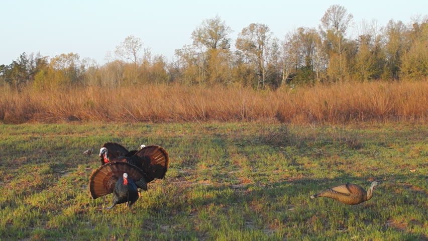 Wild Turkey Hunting in Georgia, Males display and challenge decoy