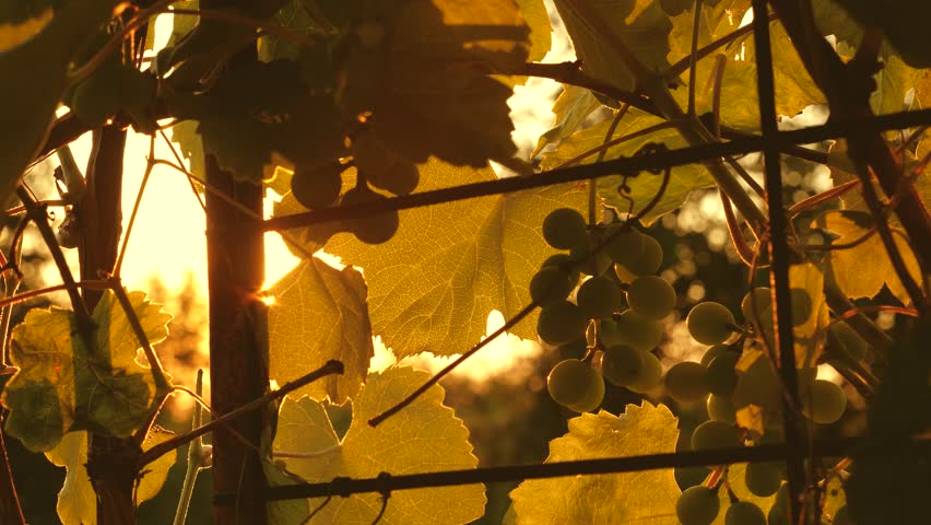 Clusters of ripening juicy sweet grapes in sun. Close-up. Grape harvest plantation in sunset light. Beautiful vine with grapes. Winemaking concept. Grape business. Agricultural business. Fresh berry