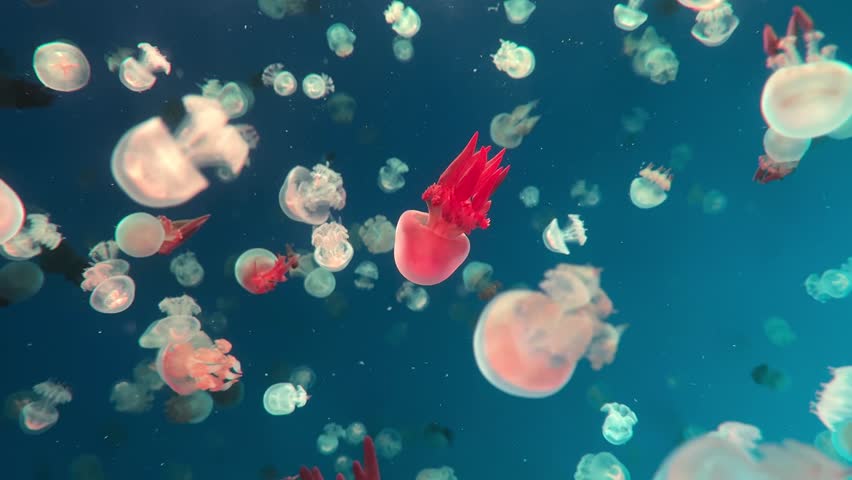 Jellyfish in the deep sea, there are many jellyfish in the water, jellyfish swarms. Colorful jellyfish.