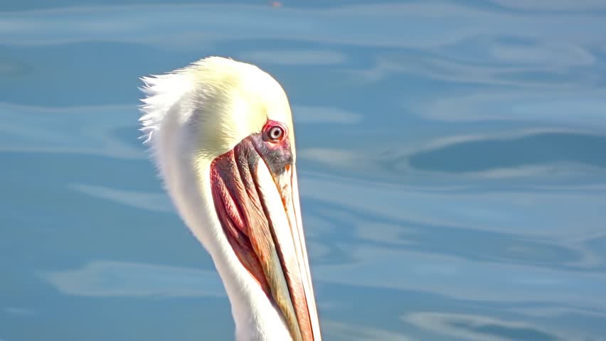 A close-up portrait of a majestic pelican with a long, colorful beak, gazing intently at the water.