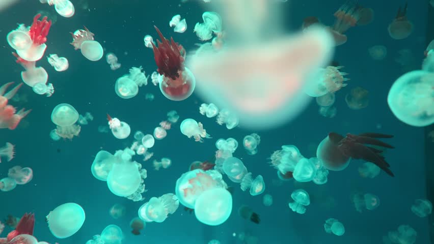 Jellyfish in the deep sea, Many jellyfish in the water, jellyfish swarms. Colorful jellyfish.