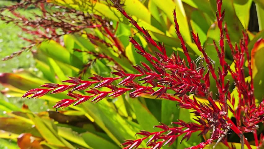 Red yellow bromeliad epiphyte aechmea flower, red bracts and flowers.