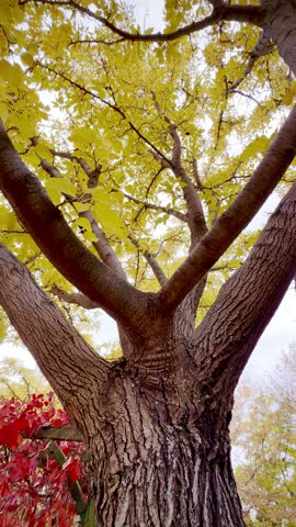 vertical autumn tree view with stunning yellow color leaves