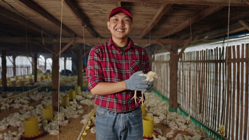 Portrait of a successful millennial farmer monitoring broiler chicken growth in the coop. Farmer ensures healthy poultry quality for optimal harvest. Modern farming concept with detailed care.