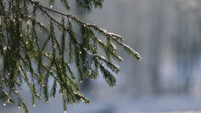 Fir branches with snowflakes, lights and bokeh, close up. Christmas, New Year or nature background with copy space - Powered by Shutterstock - Get 15% off with code: PIKWIZARD15