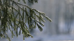 Fir branches with snowflakes, lights and bokeh, close up. Christmas, New Year or nature background with copy space - Powered by Shutterstock - Get 15% off with code: PIKWIZARD15
