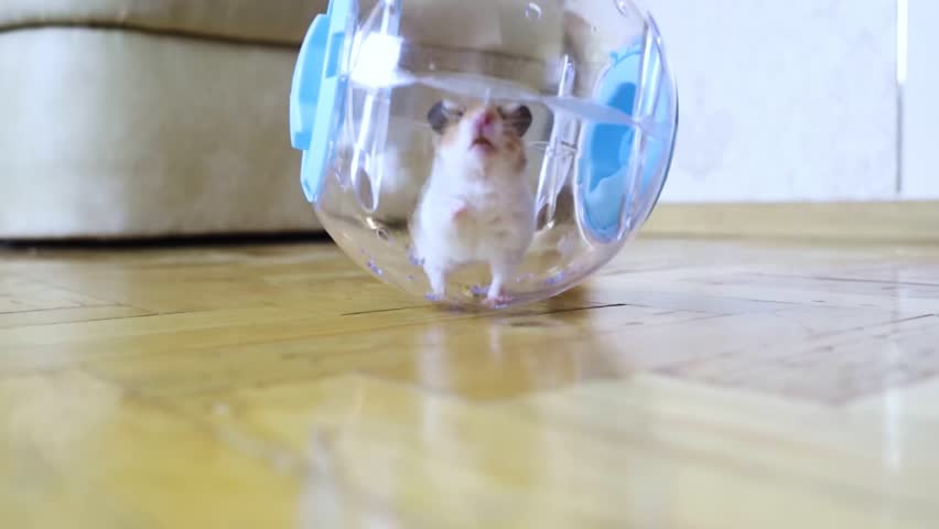 Hamster walking ball. A transparent ball in which the rodent can run around the house. Syrian hamster on a walk in a carrier