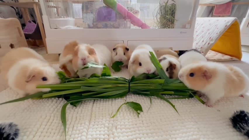 Guinea Pig Family Enjoying Fresh Green Leaves.