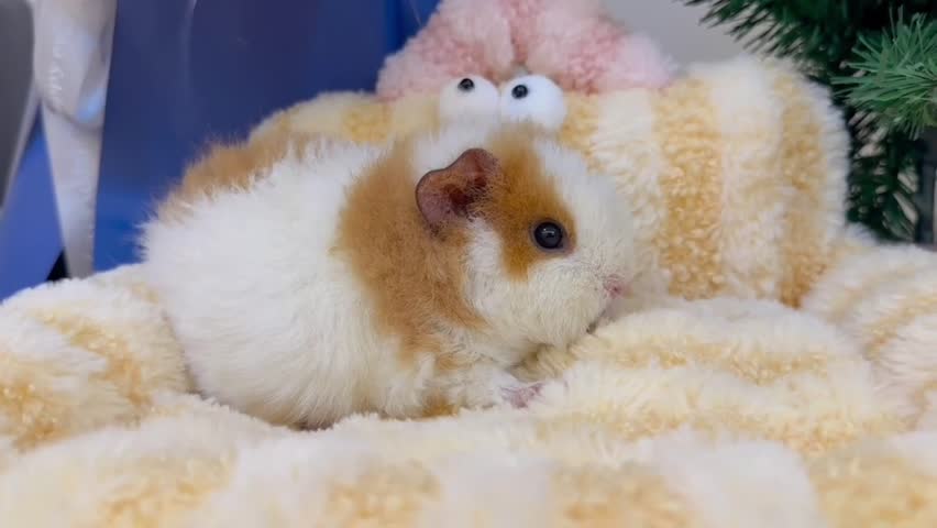 Golden and White Guinea Pig Snuggled on a Soft Blanket.